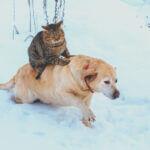 Pet Safety Tips For The Winter