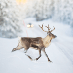 Don't Hit a Deer: Tips to Avoid a Collision