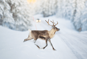 Don't Hit a Deer: Tips to Avoid a Collision