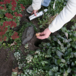 Fall Planting: Creating a Garden That Thrives