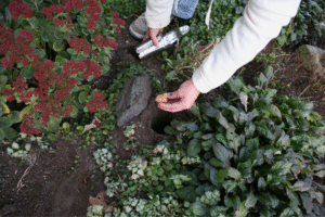 Fall Planting: Creating a Garden That Thrives