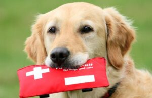 Family preparing an emergency kit for their dog before storm season.